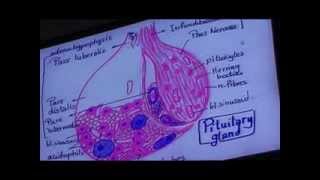 Dr Gihan Adenohypophysis amp Pineal Body 25112013 [upl. by Htepsle]