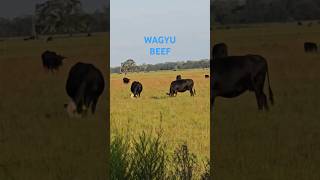 Wagyu Cows Surprising Grazing Habits Nobody Tells You About with PeymanAlAwadhi [upl. by Alinoel678]