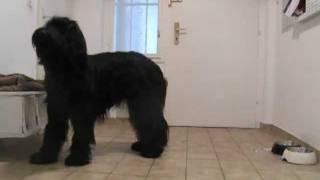 Briard Drinking Manners dog trick [upl. by Lehcim553]