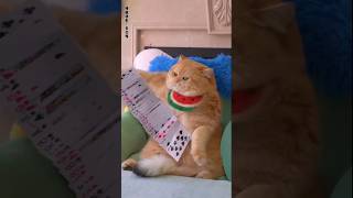 Card game master cat 😲 catlover cute funnycatvideos [upl. by Forster]