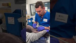 Skill 16 Perform Cystocentesis on a Canine Penn Foster [upl. by Alled]