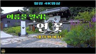 ★★ 힐링 4K영상 여름을 알리는 연꽃 세미원연꽃 amp 엄마의정원김명희겔러리 촬영20240706 영상문학 [upl. by Atiuqa131]