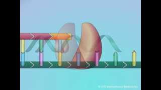 Mechanisms of Action of Nucleoside Reverse Transcriptase Inhibitors NRTIs [upl. by Oicram944]