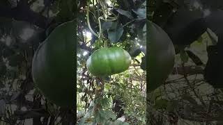 Winter Melon😋😋 ytshorts youtube subscribe [upl. by Llerred]