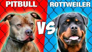 pitbull vs rottweiler real fight  Rottweiler vs Pitbull Terrier [upl. by Odnamra71]