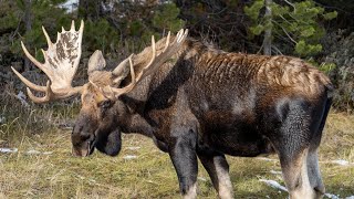 Largest Bull Moose Appears to Court Cow During the Rut [upl. by Rumpf]