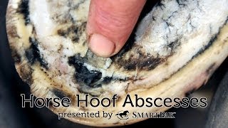 Horse Hoof Abscesses [upl. by Aphra]