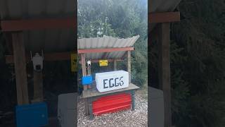 ❤️Fresh Farm Eggs Homegrown ❤️USA ❤️Telugu Vlogs shorts [upl. by Helyn]