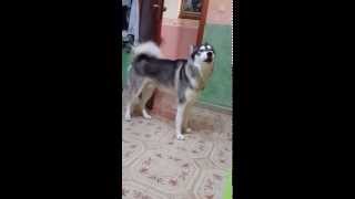 Zeus Siberian Husky Dog Talking Il Cane Parlante [upl. by Ingra]