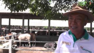 Agro TVKisah Manis Juragan Sapi Lampung [upl. by Neron]