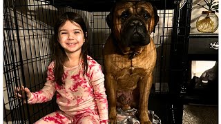 The Cuddling Bullmastiff [upl. by Ellynn]