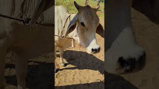 treatment in tha cattle lumpy jawActinomycosis of cow veterinary youtube kishan lumpy cow [upl. by Einaj]