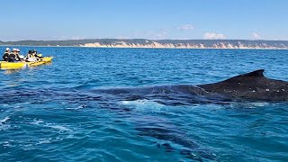 Whale Watching Ocean Kayak Tour  Noosa to Double Island Point [upl. by Nyllaf]