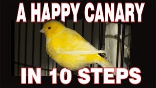 10 STEPS to a HAPPY CANARY [upl. by Aleka]