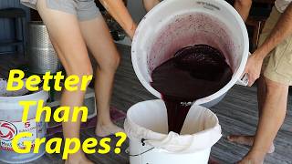 The Perfect Red Wine EVERYONE Can Make  How to Make Mulberry Wine at Home [upl. by Brynn]