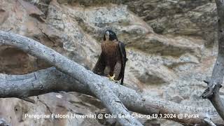 Peregrine Falcon Falco peregrinus ernesti  Juvenile  Chiu S C DSCN4836 [upl. by Beesley]