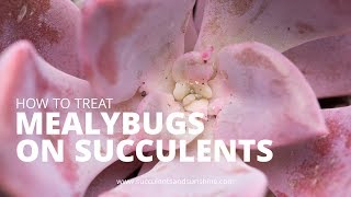 Treating Mealybugs on Succulents [upl. by Glori]