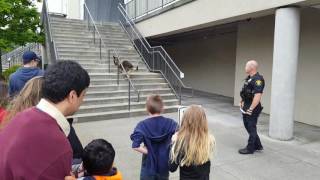 Lynnwood PD K9 demonstration [upl. by Eromle94]