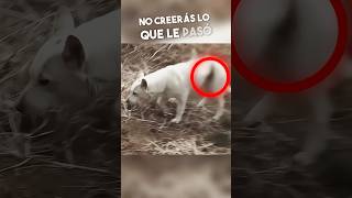 Lo Que Le Pasó A Esta Perrita Te Romperá El Corazón 💔 [upl. by Eveivenej]