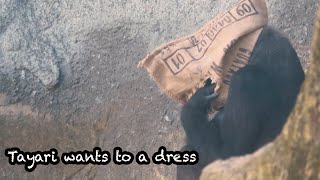 金剛Tayari想要一件衣服Gorilla Tayari wants to a dress 金剛猩猩 gorilla [upl. by Shannan583]