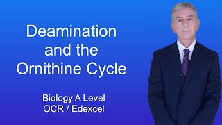 A Level Biology Revision Year 13 quotDeamination and the Ornithine Cyclequot [upl. by Nilekcaj]