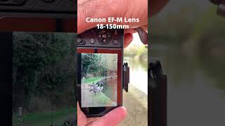 Canon EFM 18150mm Zoom Lens on Canon M6 Mark ii POV shorts [upl. by Eenor]