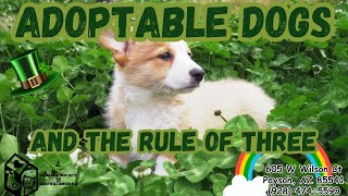 Adoptable Dogs and the Rule of Three [upl. by Gerdeen]