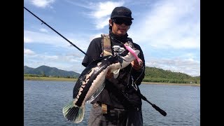 Big Bait Fishing Thailand  Giant snakehead vs Gan Craft Jointed Claw 178 [upl. by Haldis]