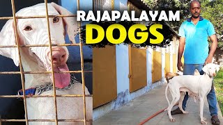 Rajapalayam Dog Kennel  Dog Puppy Farm Best Rajapalayam Dog Kennel at Tamilnadu Indian Dog Breeds [upl. by Averat218]