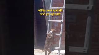 कोशिश करने वालों की कभी हार नहीं होती funny upaay motivation astrologyupay comedy upaye [upl. by Ranie]