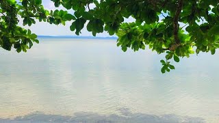 V 184 Beach lot For Sale Near town proper 3222 Sqm 30 meters Beach frontage [upl. by Earazed817]