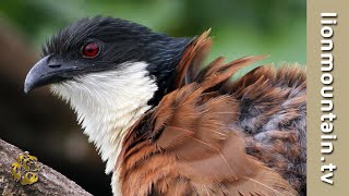 The Burchells Coucal birds wildlife [upl. by Enenaj632]