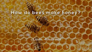 How do bees make honey [upl. by Nichy]