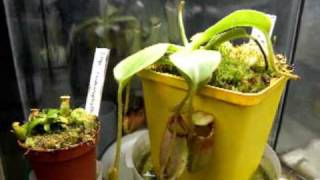 Time Lapse Nepenthes ephippiata 45 days [upl. by Wallinga]