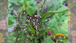 What is this on my zinnia leaves [upl. by Broome]