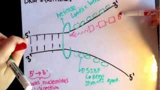 Leading strand vs lagging strand [upl. by Abelard150]