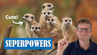 20 BEST Meerkat Facts And 3 Amazing Adaptations [upl. by Sean623]