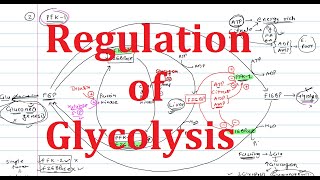 5 Glycolysis Regulation  Explained Simply  Hexokinase Phosphofructokinase PFK Pyruvate Kinase [upl. by Doralynn383]