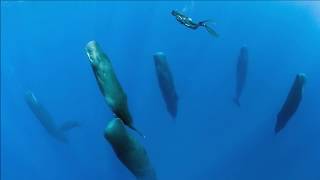 Sperm Whales Sleeping Vertically  Unusual Sleep Behavior [upl. by Eikcim152]