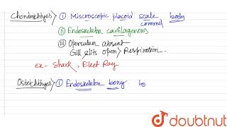 Describe the genral character of chondrichthyes or Osteichthyes Mention a few examples [upl. by Sandler820]