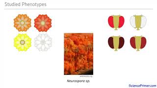 Beadle and Tatum Part 1 Neurospora crassa [upl. by Alanna]