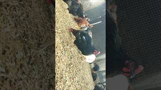 DESI MURGA FARM SANGHAR SURATGARH farm murga chicken rooster hen indianfarm [upl. by Lehet]