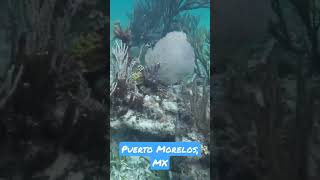 Snorkeling the Mesoamerican Barrier Reef in Puerto Morelos [upl. by Aihsital]