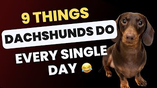 ✨9 Things Dachshunds Do EVERY SINGLE DAY [upl. by Fagaly341]