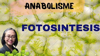 METABOLISME ANABOLISME 1 [upl. by Torruella]