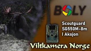 VILTKAMERA I AKSJON  Scoutguard SG550M8m [upl. by Esnofla]