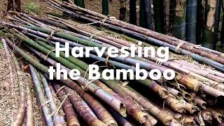 How Bamboo Fabric is Made [upl. by Ivory]