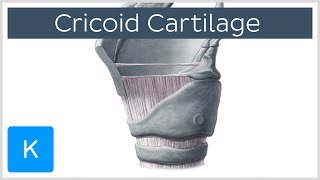 Cricoid Cartilage Function and Overview  Human Anatomy  Kenhub [upl. by Hermione]