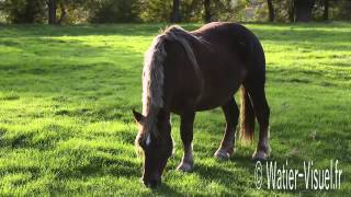 Troupeau de Chevaux de trait Breton Ref  121015M217mp4 [upl. by Erdnaid]