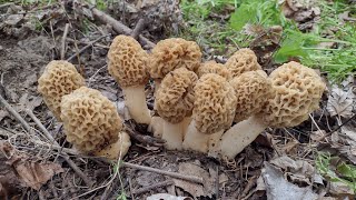 MOREL MUSHROOM HUNTING [upl. by Hiro529]